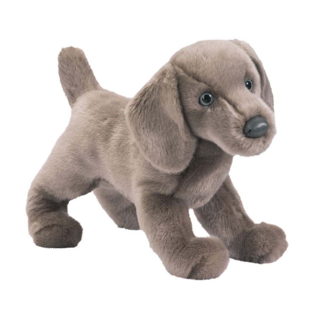 2016-2.jpg Cassie Weimaraner - Image 1